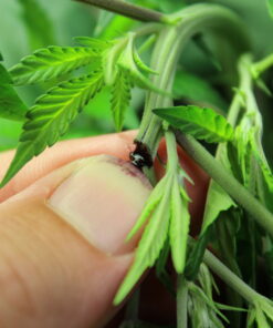Dragonsblood Hashplant cannabis strain