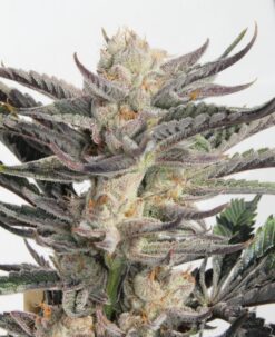 Good Heavens cannabis strain