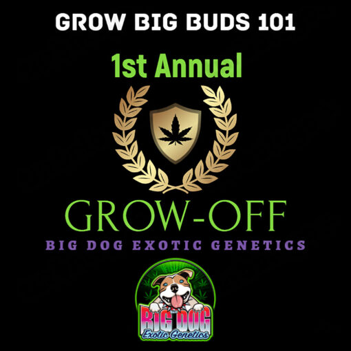 Big Dog Exotic Cannabis Seeds Grow OFF Pack