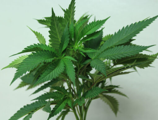 Purple Pineapple Express unrooted cuttings (3) | Annunaki Genetics - Image 2