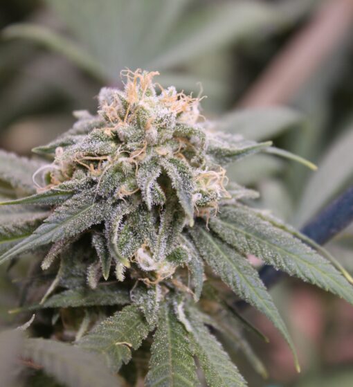 Sour Cyclone cannabis seeds
