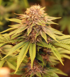 Sweet & Sultry cannabis