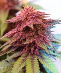Purple Pineapple Express S1 feminized cannabis seeds
