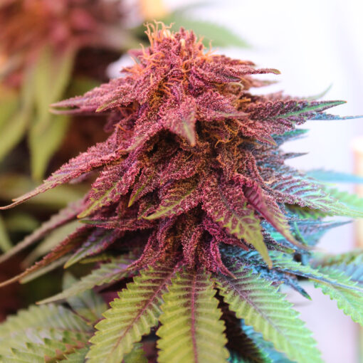 Purple Pineapple Express S1 feminized cannabis seeds