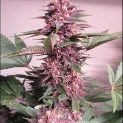 Huckleberry Soda cannabis strain