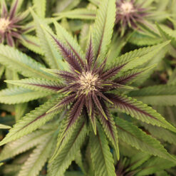 Yours Truly feminized mmj seeds