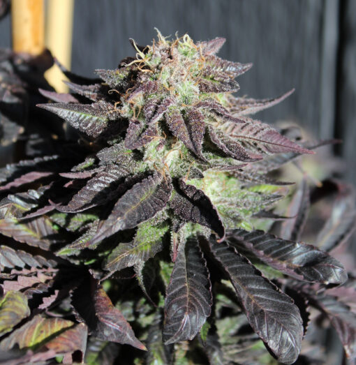 Purple Pineapple Express cannabis seeds