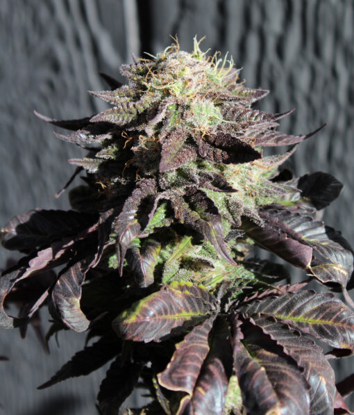 Purple Pineapple Express S1 (fem) | Annunaki Genetics - Image 5
