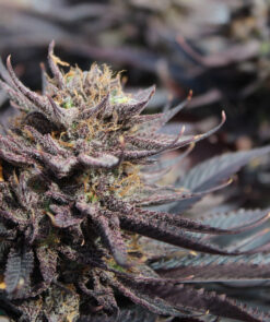 Dream Come True (fem) | Annunaki Genetics