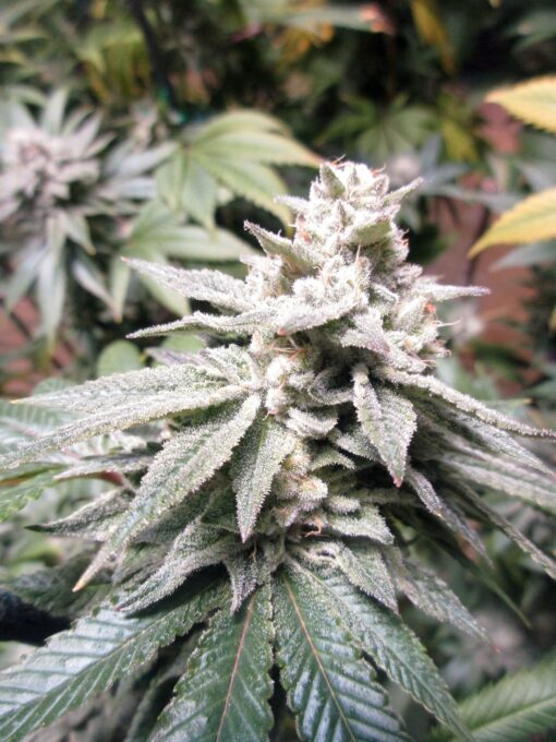 Gorlla Glue #4 rooted clone - Image 5