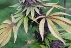 Sweet & Sultry mmj