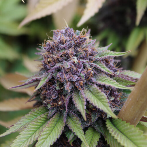 Sweet & Sultry cannabis strain