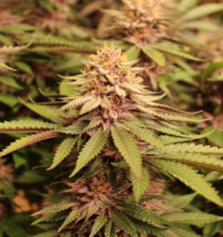 Scentimental (fem) | Annunaki Genetics