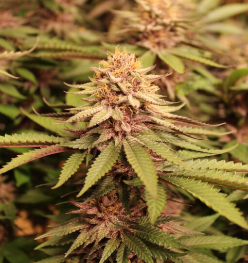 Scentimental (fem) | Annunaki Genetics