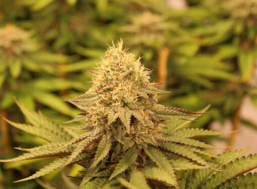 Scentimental (fem) | Annunaki Genetics - Image 2