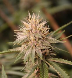 Show & Tell cannabis strain