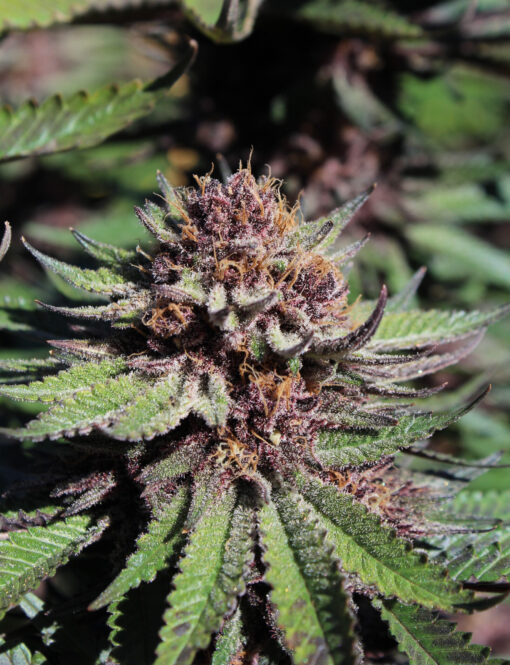 Scentimental (fem) | Annunaki Genetics - Image 3