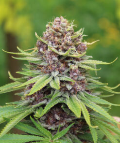 Huckleberry Pepper marijuana strain