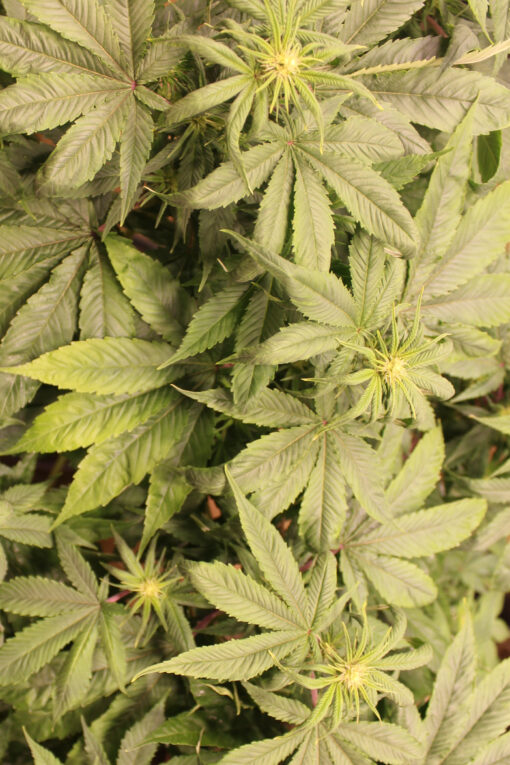 Purple Smooth Leaf cannabis seeds