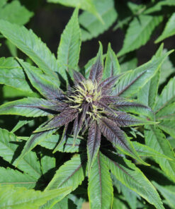 Mutant cannabis seeds