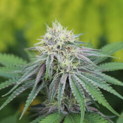 Divine LemonAid marijuana plant