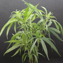 Blue Dream unrooted mmj cuttings