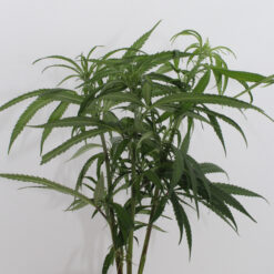 Blue Dream marijuana clips