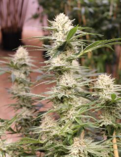 Cream Soda cannabis strain