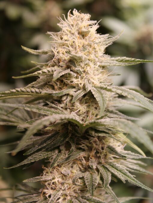Cream Soda mmj strain | Annunaki Genetics