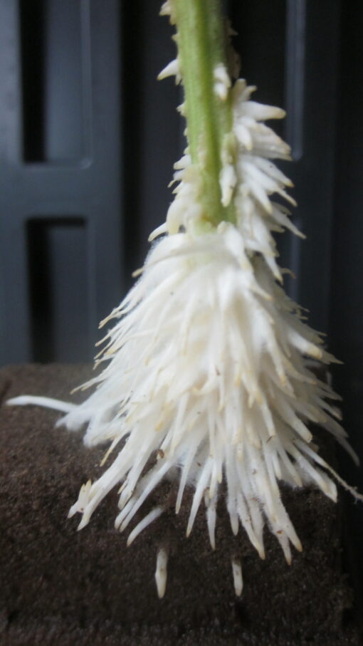 Gorlla Glue #4 rooted clone - Image 2
