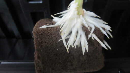 Blue Dream rooted clone - Image 3