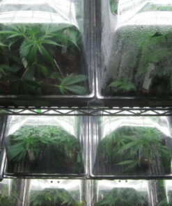 Rooted marijuana plants