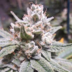 GG4 rooted cannabis clone