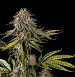 Purple Pineapple Express