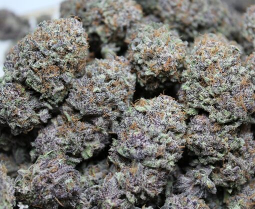 Purple Pineapple Express rooted clone | Annunaki Genetics
