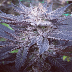 Vitamin CBD (fem) | Annunaki Genetics
