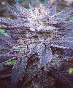 Vitamin CBD (fem) | Annunaki Genetics