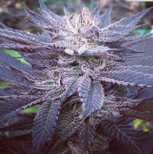 Vitamin CBD (fem) | Annunaki Genetics