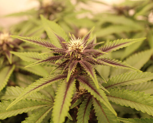 Yours Truly feminized cannabis seeds