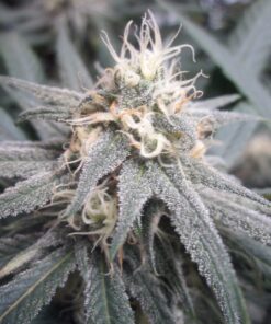 Blue Dream cannabis buds