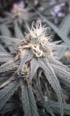 Blue Dream cannabis buds