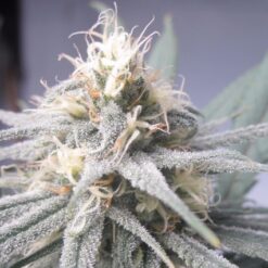 Blue Dream cannabis strain