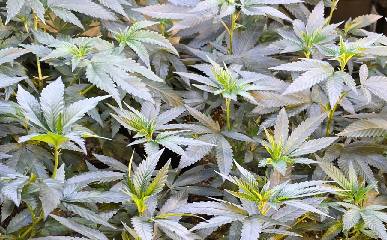 Pre98 Bubba Kush unrooted snips. 3pk. Free with any Dookie Farms