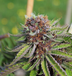 Deep Impact mmj seeds