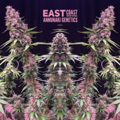 East Coast Sour Soda cannabis seeds