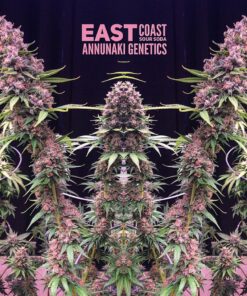 East Coast Sour Soda cannabis seeds