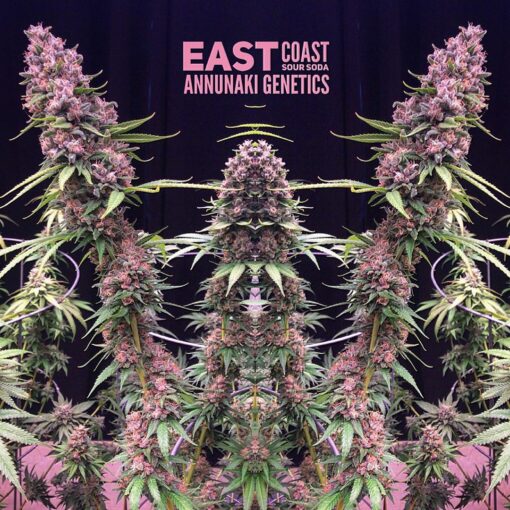 East Coast Sour Soda cannabis seeds