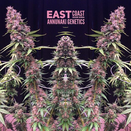 East Coast Sour Soda cannabis seeds