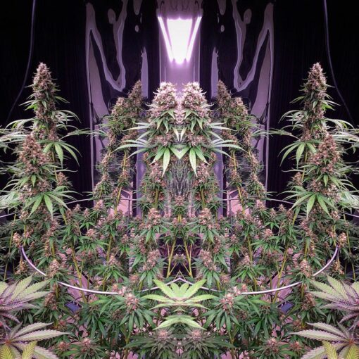 East Coast Sour Soda | Annunaki Genetics - Image 4