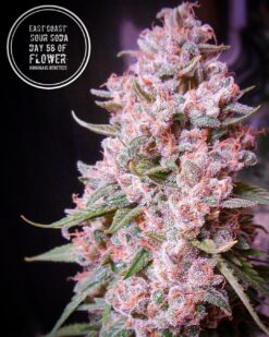 East Coast Sour Soda cannabis strain